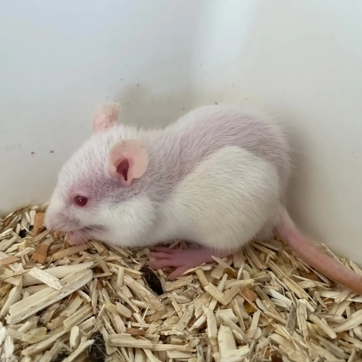 An Albino rat in the care of Råtthjälpen