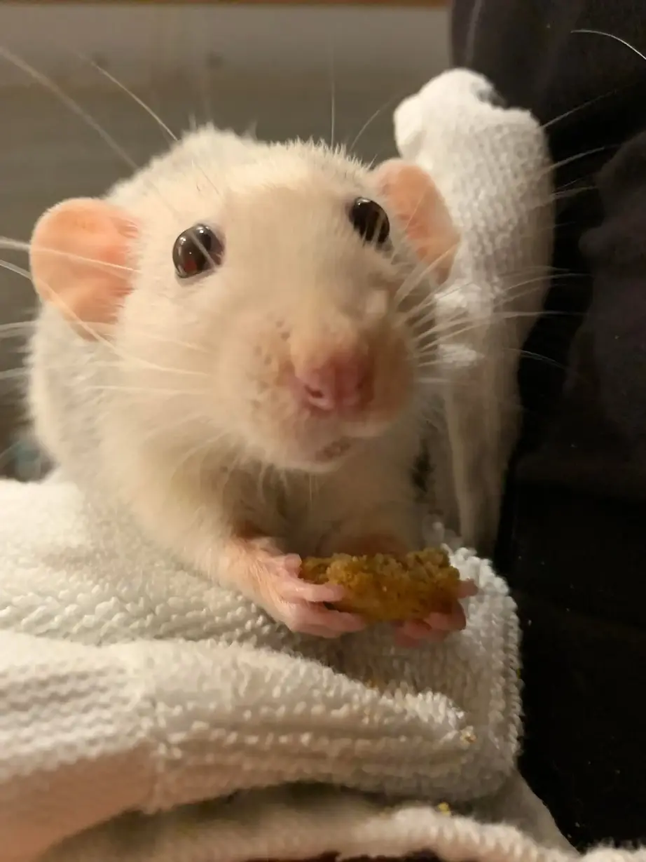 A rat in the care of Råtthjälpen